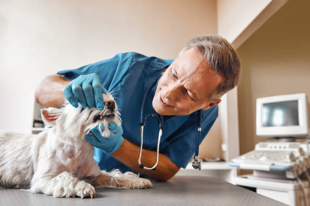 Best Weekend Emergency Dentist in Johnston City, IL